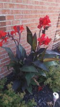 Nasiona Paciorecznik Indyjski - Canna Indica