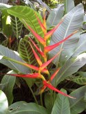 Nasiona Heliconia Latispatha