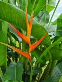 Nasiona Heliconia Latispatha