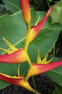 Nasiona Heliconia Latispatha