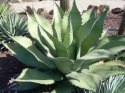 Nasiona Wielkiej Agawy - Agave Salmiana Ferox