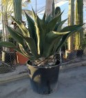 Nasiona Wielkiej Agawy - Agave Salmiana Ferox