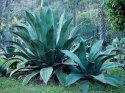 Nasiona Wielkiej Agawy - Agave Salmiana Ferox