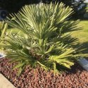 Nasiona Chamaerops humilis 'Vulcano' - Karłatka Vulcano