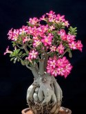 Nasiona Róża Pustyni - Adenium Obesum