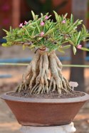 Nasiona Róża Pustyni - Adenium Obesum