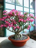 Nasiona Róża Pustyni - Adenium Obesum