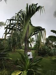 Pandanus Monotheca (ornatus)