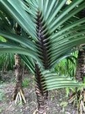 Pandanus Monotheca (ornatus)