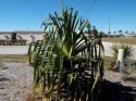 Pandanus Monotheca (ornatus)