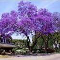 Nasiona Paulownia Tomentosa - Cesarskie Drzewko Szczęścia