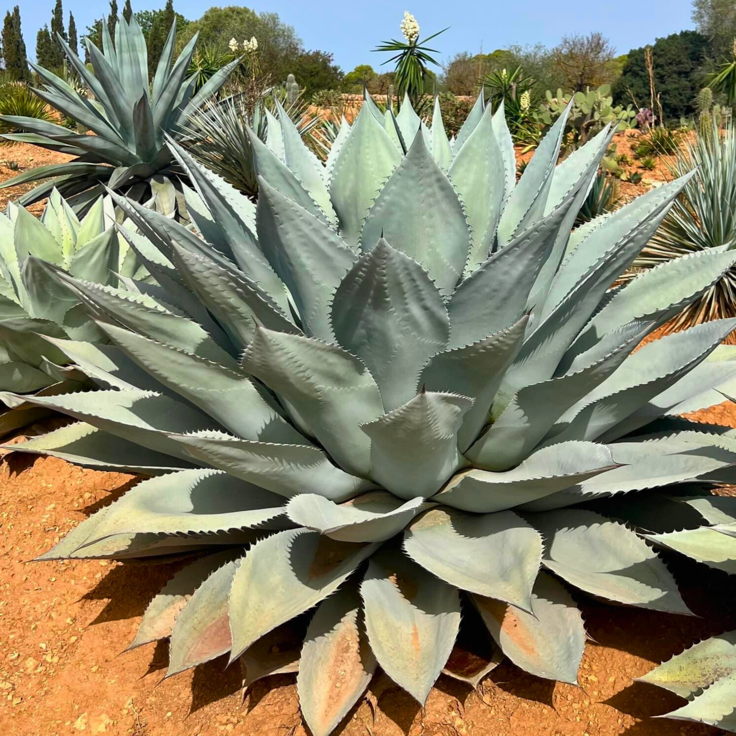 agave ovatifolia w gruncie