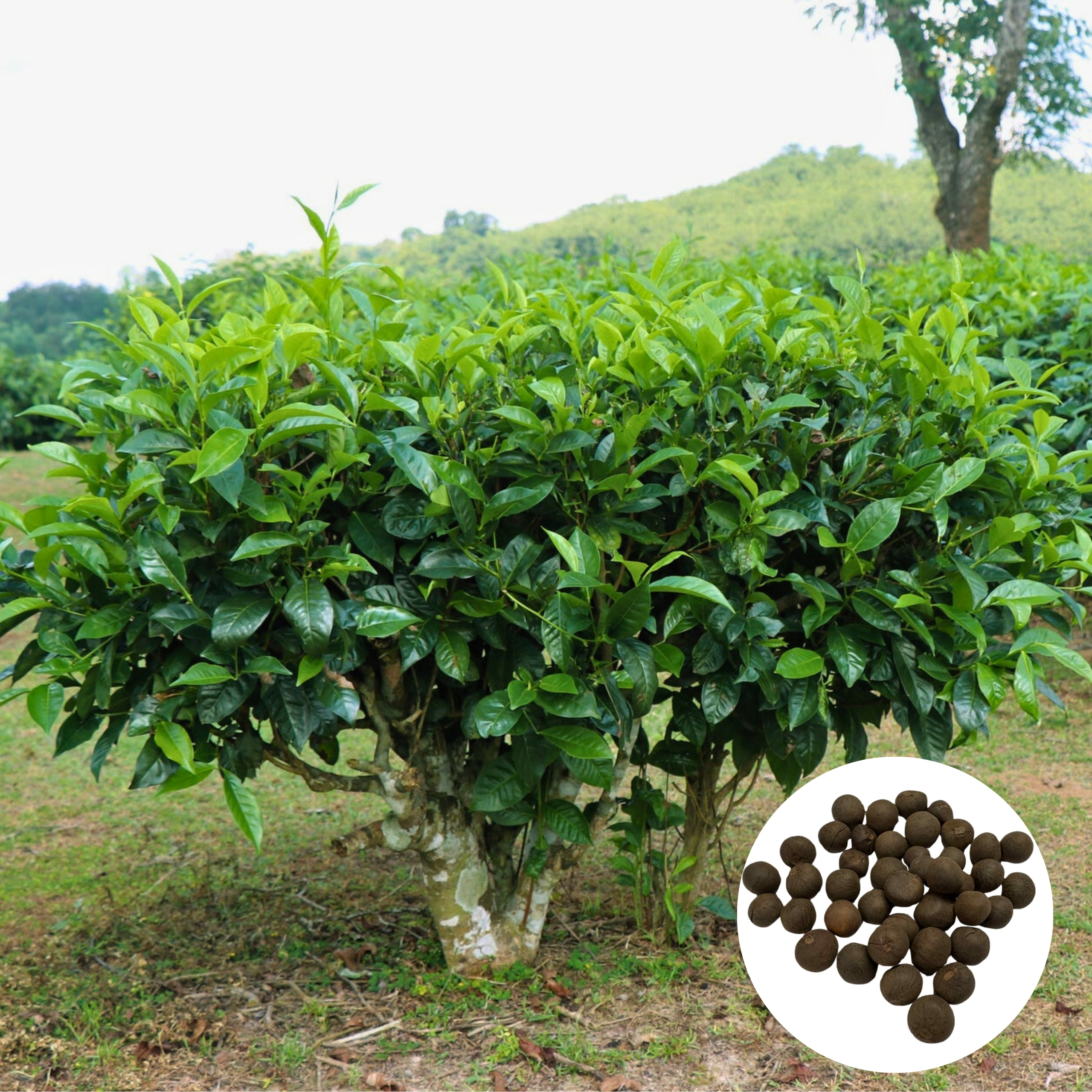 Nasiona Herbaty Chińskiej - Camellia Sinensis