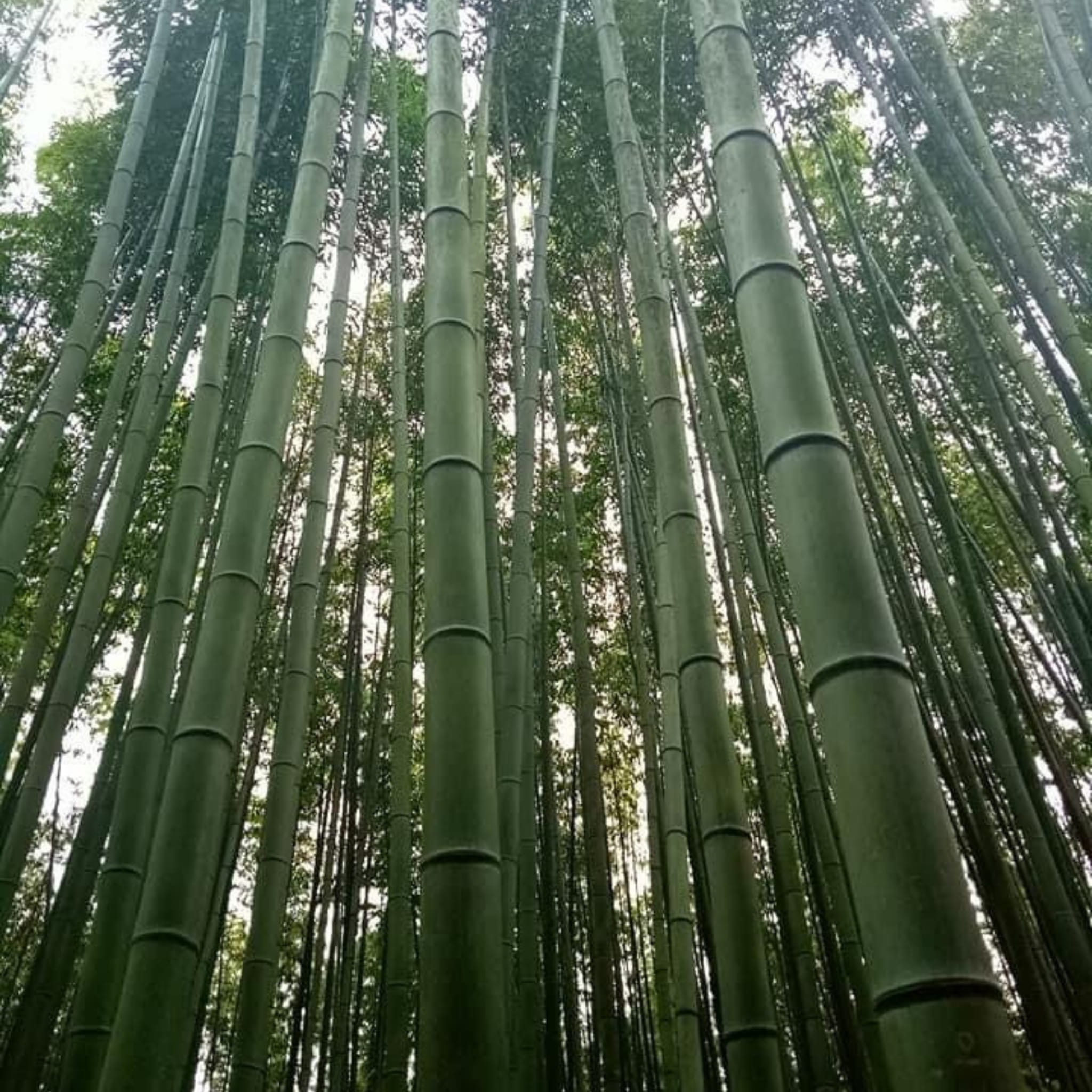 moso bambus pflege Seedeo® Moso Bambus (Riesenbambus) Phyllostachys edulis 100 Samen