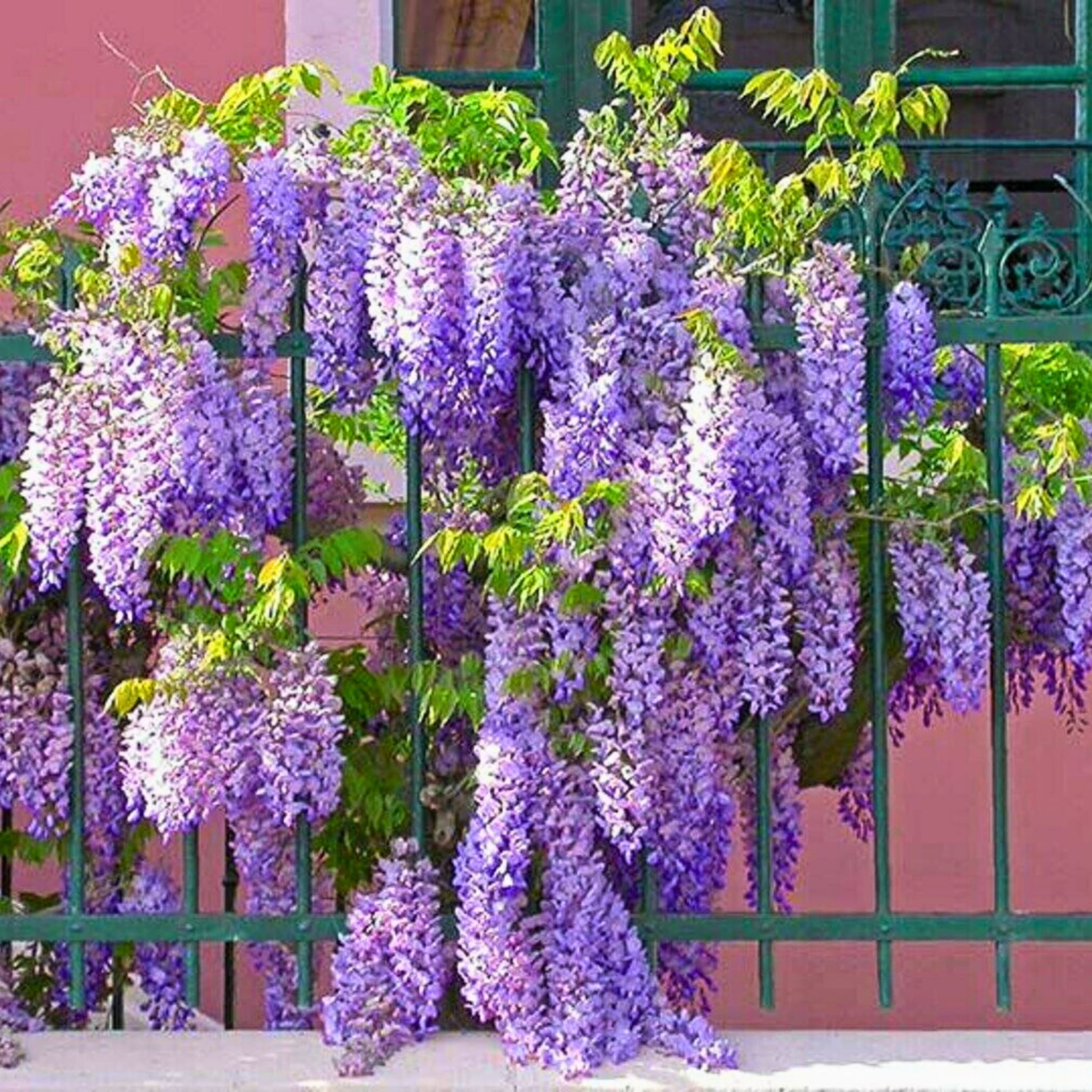 Nasiona Glicynii Amerykaskiej - Wisteria Frutescens | Sklep internetowy Od  nasiona