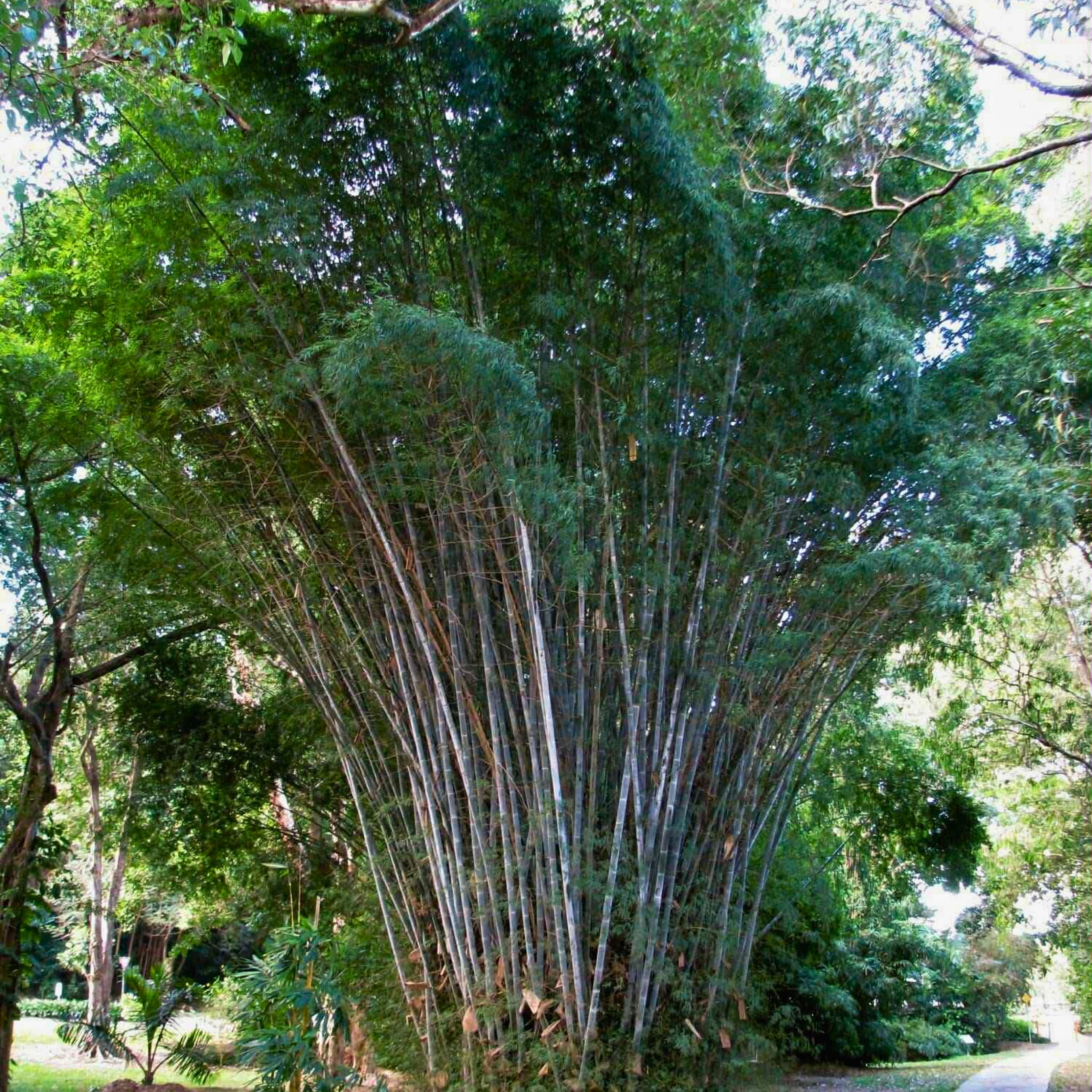 Nasiona Bambusa Biaego - Dendrocalamus Membranaceus | Sklep internetowy Od  nasiona