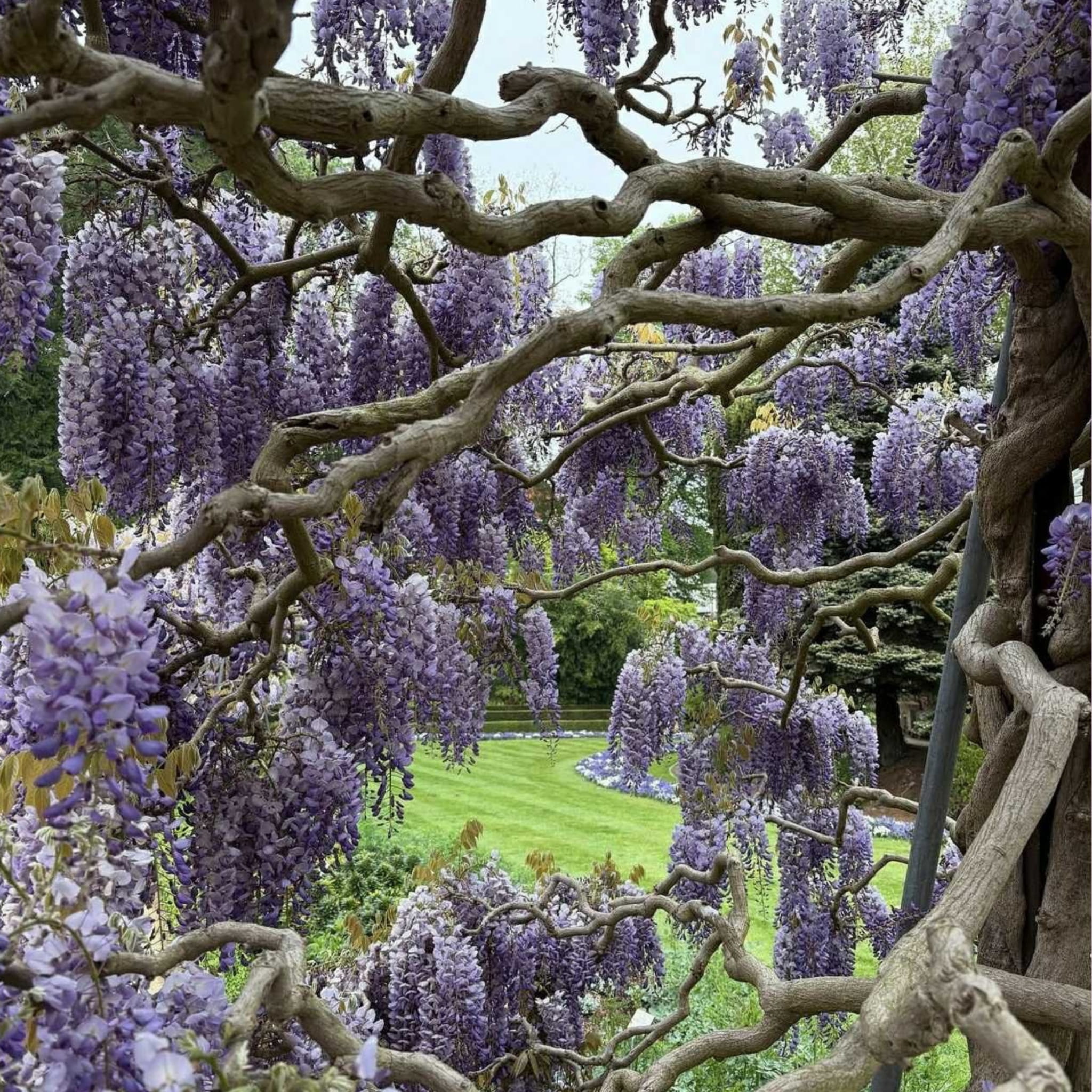 Nasiona Glicynii Chiskiej - Wisteria Sinensis | Sklep internetowy Od  nasiona