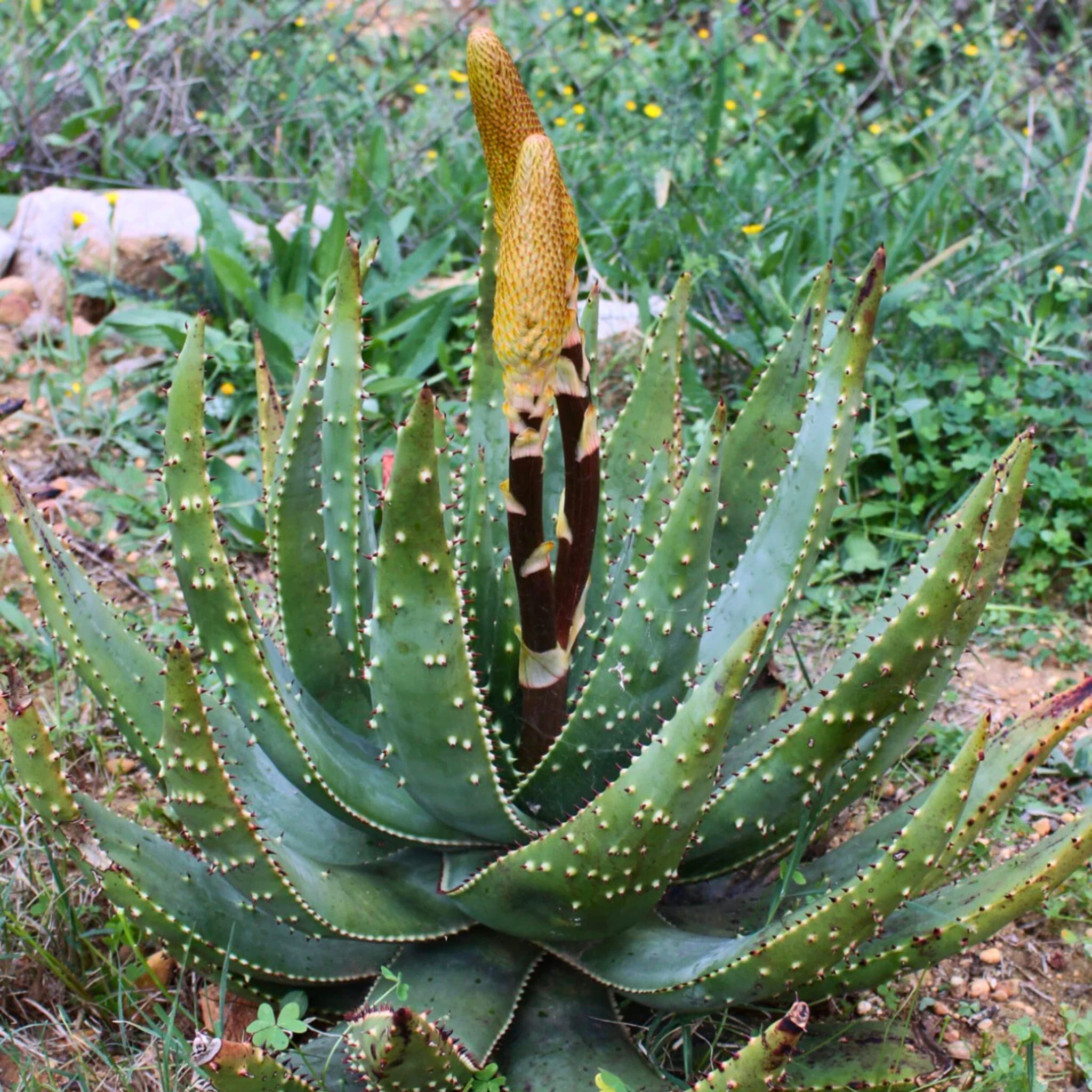 Nasiona Aloesu Ostrego - Aloe Aculeata | Sklep internetowy Od nasiona