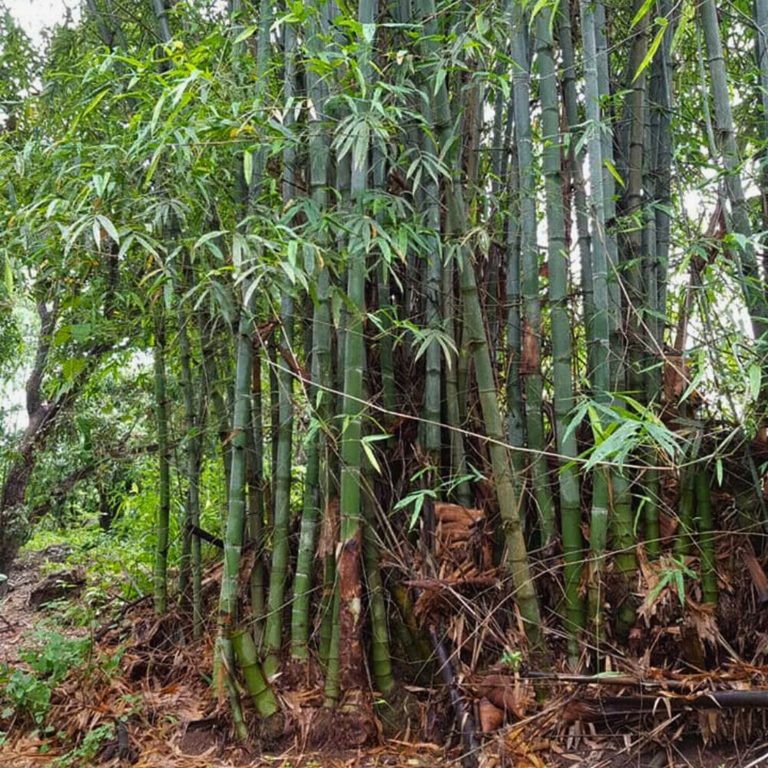 Nasiona Bambusa Olbrzymiego - Dendrocalamus Sericeus | Sklep internetowy Od  nasiona